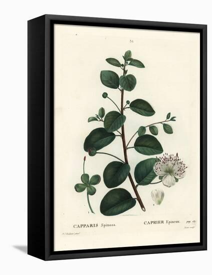 Caper Bush, Capparis Spinosa. Handcoloured Stipple Engraving by Moret after an Illustration by Pier-Pierre-Joseph Redouté-Framed Stretched Canvas