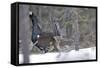 Capercaillie Male Displaying to Female in Snow Courtship-null-Framed Stretched Canvas