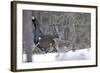 Capercaillie Male Displaying to Female in Snow Courtship-null-Framed Photographic Print
