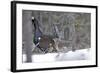 Capercaillie Male Displaying to Female in Snow Courtship-null-Framed Photographic Print