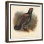 Capercaillie (Tetrao urogallus), 1900, (1900)-Charles Whymper-Framed Giclee Print