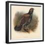 Capercaillie (Tetrao urogallus), 1900, (1900)-Charles Whymper-Framed Giclee Print