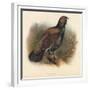 Capercaillie (Tetrao urogallus), 1900, (1900)-Charles Whymper-Framed Giclee Print