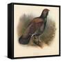 Capercaillie (Tetrao urogallus), 1900, (1900)-Charles Whymper-Framed Stretched Canvas