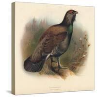 Capercaillie (Tetrao urogallus), 1900, (1900)-Charles Whymper-Stretched Canvas