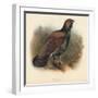 Capercaillie (Tetrao urogallus), 1900, (1900)-Charles Whymper-Framed Giclee Print