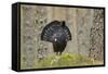 Capercaillie (Tetrao Urogallus) Adult Male Displaying. Cairngorms Np, Scotland, February-Mark Hamblin-Framed Stretched Canvas