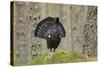 Capercaillie (Tetrao Urogallus) Adult Male Displaying. Cairngorms Np, Scotland, February-Mark Hamblin-Stretched Canvas