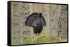 Capercaillie (Tetrao Urogallus) Adult Male Displaying. Cairngorms Np, Scotland, February-Mark Hamblin-Framed Stretched Canvas