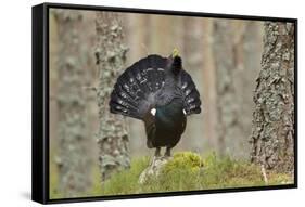 Capercaillie (Tetrao Urogallus) Adult Male Displaying. Cairngorms Np, Scotland, February-Mark Hamblin-Framed Stretched Canvas