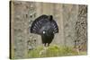 Capercaillie (Tetrao Urogallus) Adult Male Displaying. Cairngorms Np, Scotland, February-Mark Hamblin-Stretched Canvas