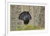 Capercaillie (Tetrao Urogallus) Adult Male Displaying. Cairngorms Np, Scotland, February-Mark Hamblin-Framed Photographic Print