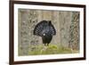 Capercaillie (Tetrao Urogallus) Adult Male Displaying. Cairngorms Np, Scotland, February-Mark Hamblin-Framed Photographic Print