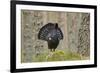 Capercaillie (Tetrao Urogallus) Adult Male Displaying. Cairngorms Np, Scotland, February-Mark Hamblin-Framed Photographic Print