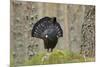Capercaillie (Tetrao Urogallus) Adult Male Displaying. Cairngorms Np, Scotland, February-Mark Hamblin-Mounted Photographic Print