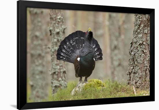 Capercaillie (Tetrao Urogallus) Adult Male Displaying. Cairngorms Np, Scotland, February-Mark Hamblin-Framed Photographic Print
