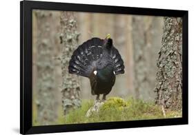 Capercaillie (Tetrao Urogallus) Adult Male Displaying. Cairngorms Np, Scotland, February-Mark Hamblin-Framed Photographic Print