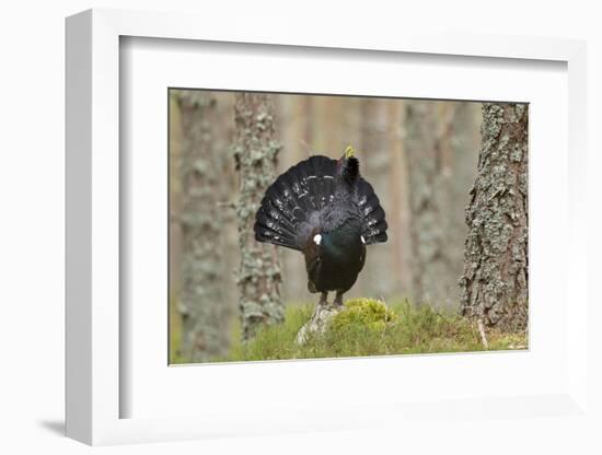 Capercaillie (Tetrao Urogallus) Adult Male Displaying. Cairngorms Np, Scotland, February-Mark Hamblin-Framed Photographic Print