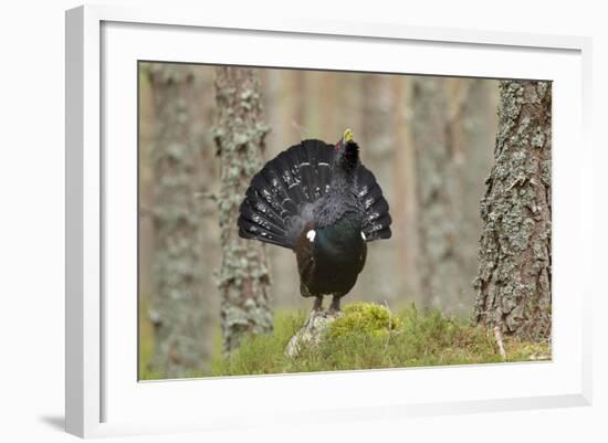 Capercaillie (Tetrao Urogallus) Adult Male Displaying. Cairngorms Np, Scotland, February-Mark Hamblin-Framed Photographic Print