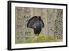 Capercaillie (Tetrao Urogallus) Adult Male Displaying. Cairngorms Np, Scotland, February-Mark Hamblin-Framed Photographic Print