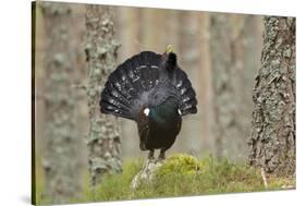 Capercaillie (Tetrao Urogallus) Adult Male Displaying. Cairngorms Np, Scotland, February-Mark Hamblin-Stretched Canvas