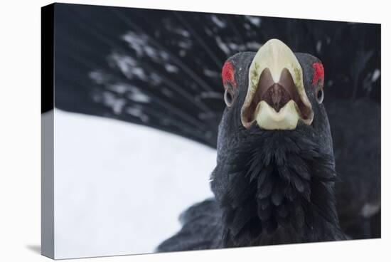 Capercaillie (Tetrao Urogallus) Male Calling as Part of Display, Cairngorms Np, Scotland, February-Cairns-Stretched Canvas