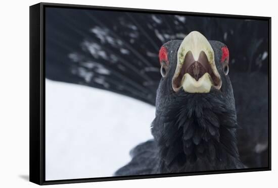 Capercaillie (Tetrao Urogallus) Male Calling as Part of Display, Cairngorms Np, Scotland, February-Cairns-Framed Stretched Canvas