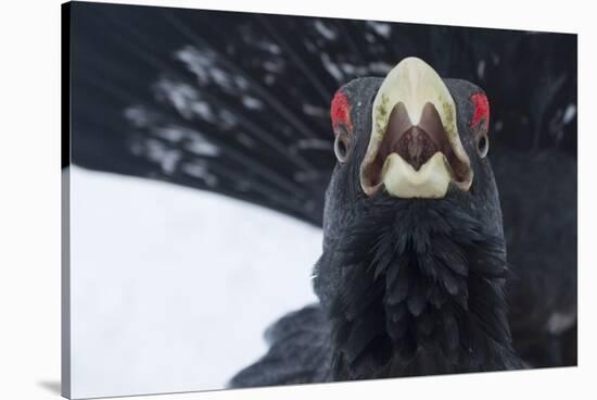Capercaillie (Tetrao Urogallus) Male Calling as Part of Display, Cairngorms Np, Scotland, February-Cairns-Stretched Canvas