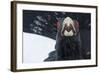 Capercaillie (Tetrao Urogallus) Male Calling as Part of Display, Cairngorms Np, Scotland, February-Cairns-Framed Photographic Print