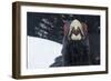 Capercaillie (Tetrao Urogallus) Male Calling as Part of Display, Cairngorms Np, Scotland, February-Cairns-Framed Photographic Print