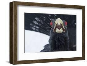 Capercaillie (Tetrao Urogallus) Male Calling as Part of Display, Cairngorms Np, Scotland, February-Cairns-Framed Photographic Print