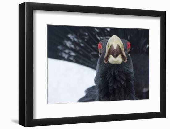 Capercaillie (Tetrao Urogallus) Male Calling as Part of Display, Cairngorms Np, Scotland, February-Cairns-Framed Photographic Print