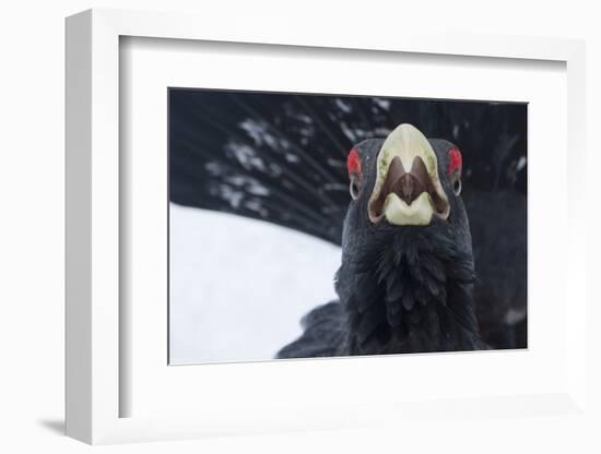 Capercaillie (Tetrao Urogallus) Male Calling as Part of Display, Cairngorms Np, Scotland, February-Cairns-Framed Photographic Print