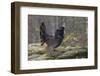 Capercaillie (Tetrao Urogallus) Male Displaying At Lek With Wings Outstretched-Andy Trowbridge-Framed Photographic Print