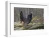 Capercaillie (Tetrao Urogallus) Male Displaying At Lek With Wings Outstretched-Andy Trowbridge-Framed Photographic Print