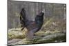 Capercaillie (Tetrao Urogallus) Male Displaying At Lek With Wings Outstretched-Andy Trowbridge-Mounted Photographic Print