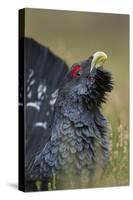 Capercaillie (Tetrao Urogallus) Male Displaying. Cairngorms National Park, Scotland, UK, September-Mark Hamblin-Stretched Canvas