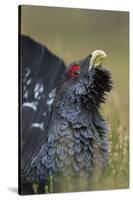 Capercaillie (Tetrao Urogallus) Male Displaying. Cairngorms National Park, Scotland, UK, September-Mark Hamblin-Stretched Canvas