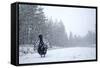 Capercaillie (Tetrao Urogallus) Male Displaying in Heavy Snowfall, Cairngorms Np, Scotland-Cairns-Framed Stretched Canvas