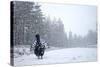 Capercaillie (Tetrao Urogallus) Male Displaying in Heavy Snowfall, Cairngorms Np, Scotland-Cairns-Stretched Canvas