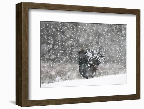 Capercaillie (Tetrao Urogallus) Male Displaying in Heavy Snowfall, Cairngorms Np, Scotland-Cairns-Framed Photographic Print