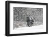 Capercaillie (Tetrao Urogallus) Male Displaying in Heavy Snowfall, Cairngorms Np, Scotland-Cairns-Framed Photographic Print