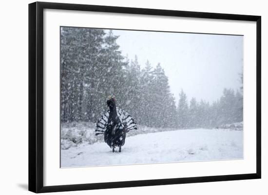 Capercaillie (Tetrao Urogallus) Male Displaying in Heavy Snowfall, Cairngorms Np, Scotland-Cairns-Framed Photographic Print