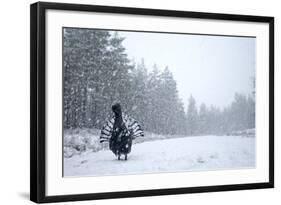 Capercaillie (Tetrao Urogallus) Male Displaying in Heavy Snowfall, Cairngorms Np, Scotland-Cairns-Framed Photographic Print