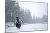 Capercaillie (Tetrao Urogallus) Male Displaying in Heavy Snowfall, Cairngorms Np, Scotland-Cairns-Mounted Photographic Print