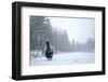 Capercaillie (Tetrao Urogallus) Male Displaying in Heavy Snowfall, Cairngorms Np, Scotland-Cairns-Framed Photographic Print