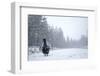 Capercaillie (Tetrao Urogallus) Male Displaying in Heavy Snowfall, Cairngorms Np, Scotland-Cairns-Framed Photographic Print