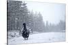 Capercaillie (Tetrao Urogallus) Male Displaying in Heavy Snowfall, Cairngorms Np, Scotland-Cairns-Stretched Canvas