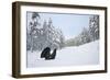 Capercaillie (Tetrao Urogallus) Male Displaying in Pine Forest in Snow, Cairngorms Np, Scotland, UK-Peter Cairns-Framed Photographic Print