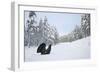 Capercaillie (Tetrao Urogallus) Male Displaying in Pine Forest in Snow, Cairngorms Np, Scotland, UK-Peter Cairns-Framed Photographic Print